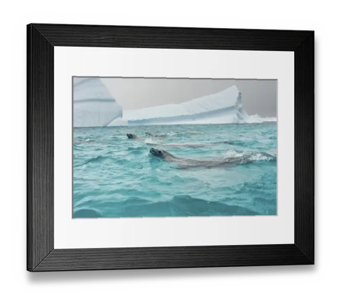 Framed Print : crabeater seals, Lobodon carcinophaga, feeding on a school of krill in waters off Framed Print : crabeater seals, Lobodon carcinophaga, feeding on a school of krill in waters off