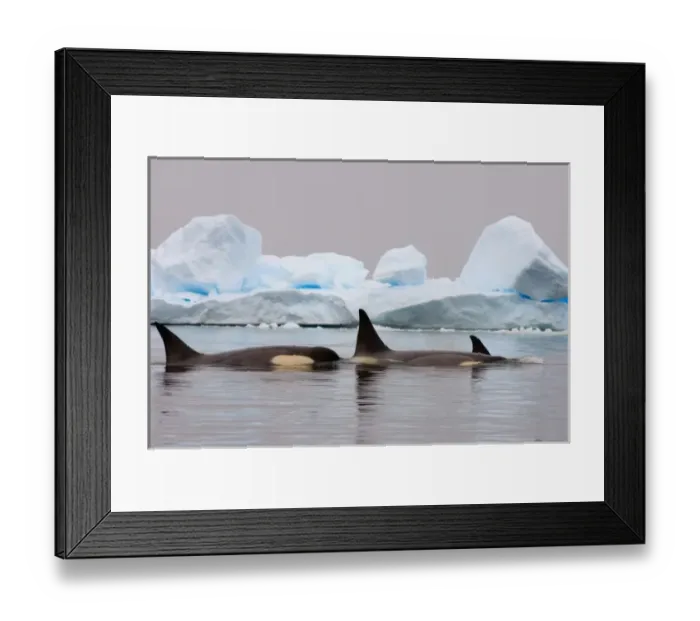 Framed Print : killer whales (orcas), Orcinus orca, pod traveling in waters off the western Antarctic Peninsula Framed Print : killer whales (orcas), Orcinus orca, pod traveling in waters off the western Antarctic Peninsula