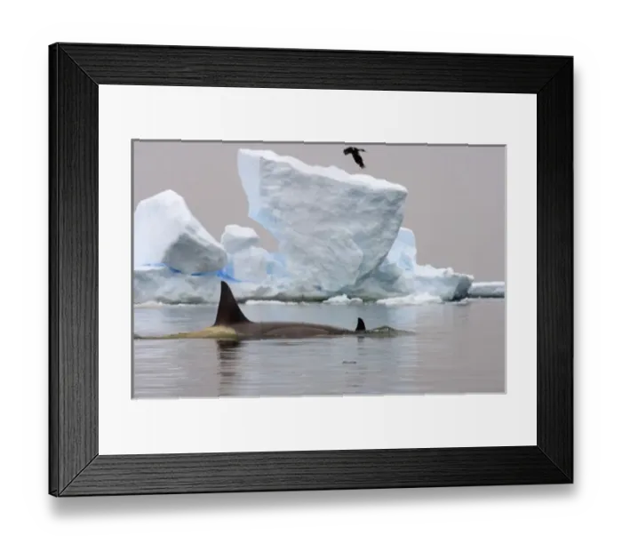 Framed Print : killer whales (orcas), Orcinus orca, pod traveling in waters off the western Antarctic Peninsula Framed Print : killer whales (orcas), Orcinus orca, pod traveling in waters off the western Antarctic Peninsula
