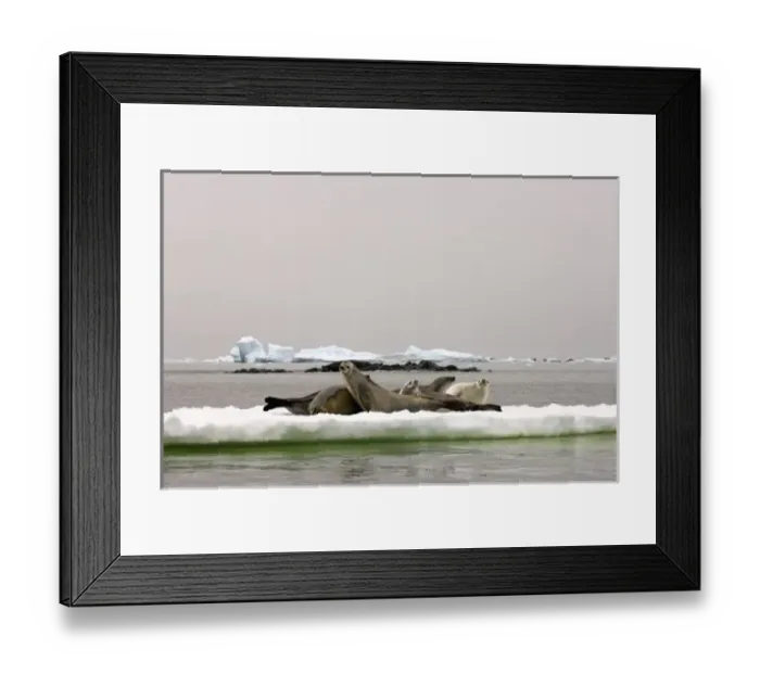 Framed Print : crabeater seal, Lobodon carcinophaga, group resting on glacial ice along the western