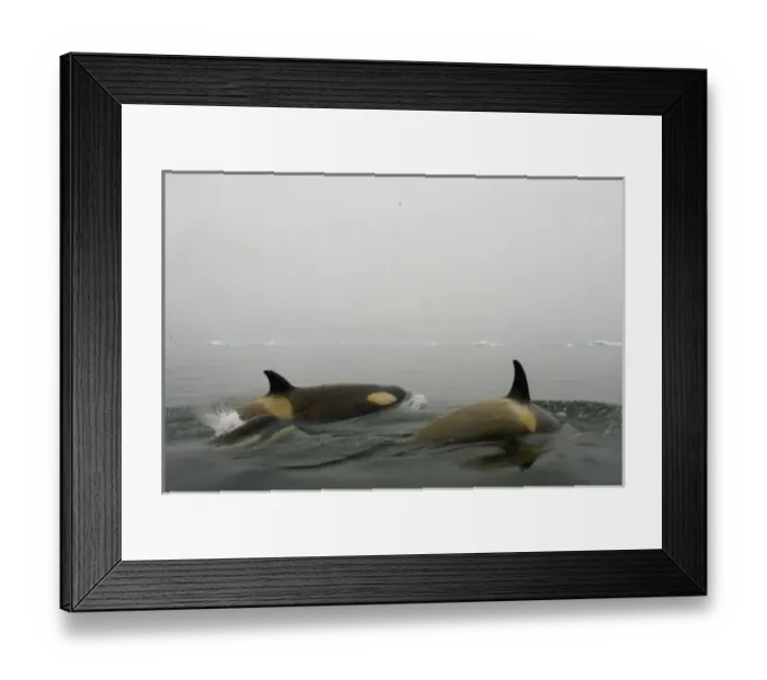 Framed Print : killer whales (orcas), Orcinus orca, pod traveling in waters off the western Antarctic Peninsula Framed Print : killer whales (orcas), Orcinus orca, pod traveling in waters off the western Antarctic Peninsula