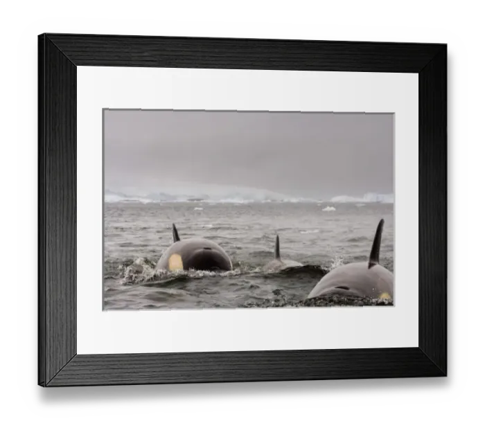 Framed Print : killer whales (orcas), Orcinus orca, pod traveling in waters off the western Antarctic Peninsula Framed Print : killer whales (orcas), Orcinus orca, pod traveling in waters off the western Antarctic Peninsula