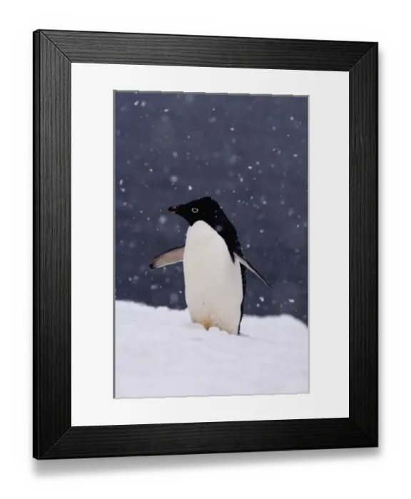 Framed Print : adelie penguin, Pygoscelis Adeliae, in falling snow along the western Antarctic Peninsula Framed Print : adelie penguin, Pygoscelis Adeliae, in falling snow along the western Antarctic Peninsula