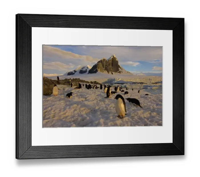 Framed Print : Antarctic, Antarctic Framed Print : Antarctic, Antarctic