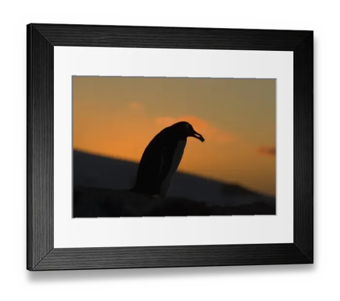 Framed Print : Antarctic, Antarctic Framed Print : Antarctic, Antarctic