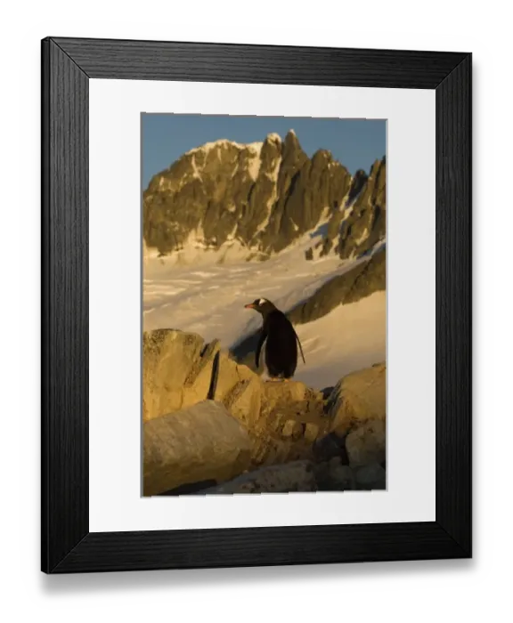 Framed Print : Antarctic, Antarctic Framed Print : Antarctic, Antarctic