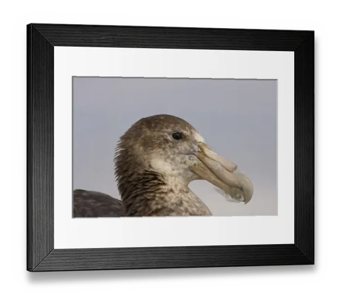 Framed Print : southern giant petrel, Macronectes giganteus, along the western Antarctic Peninsula Framed Print : southern giant petrel, Macronectes giganteus, along the western Antarctic Peninsula