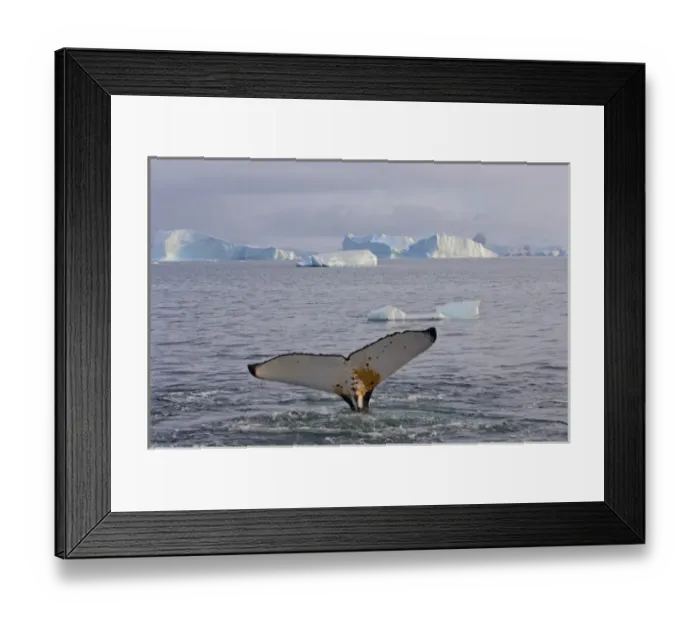 Framed Print : humpback whale, Megaptera novaeangliae, feeding in the waters off the western Antarctic Peninsula Framed Print : humpback whale, Megaptera novaeangliae, feeding in the waters off the western Antarctic Peninsula