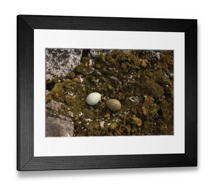 Framed Print : brown skua, Catharacta Antarctica, or Antarctic skua, eggs along the western Antarctic Peninsula