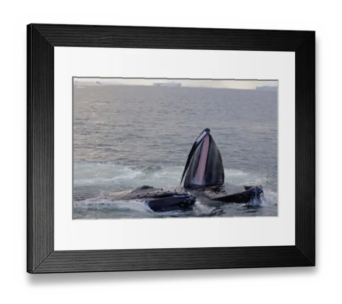 Framed Print : humpback whale, Megaptera novaeangliae, pair feeding in the waters off the western