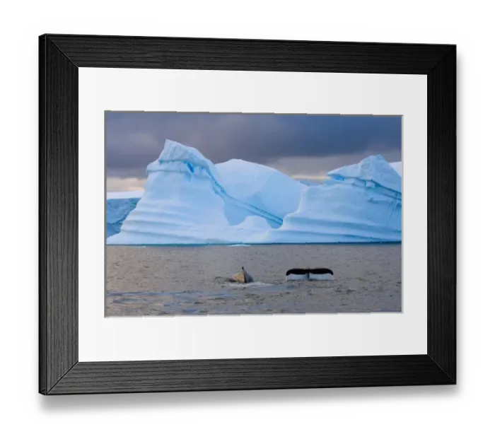 Framed Print : humpback whale, Megaptera novaeangliae, pair feeding in the waters off the western Framed Print : humpback whale, Megaptera novaeangliae, pair feeding in the waters off the western