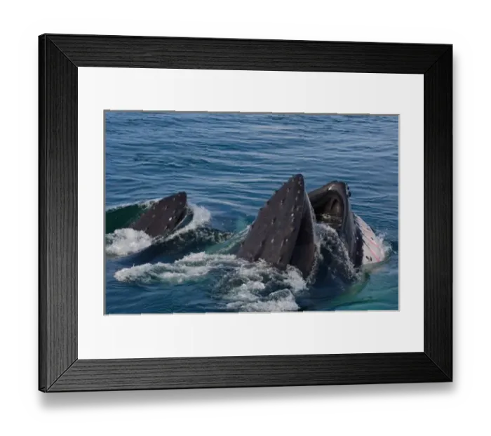 Framed Print : humpback whale, Megaptera novaeangliae, pair feeding in the waters off the western Framed Print : humpback whale, Megaptera novaeangliae, pair feeding in the waters off the western