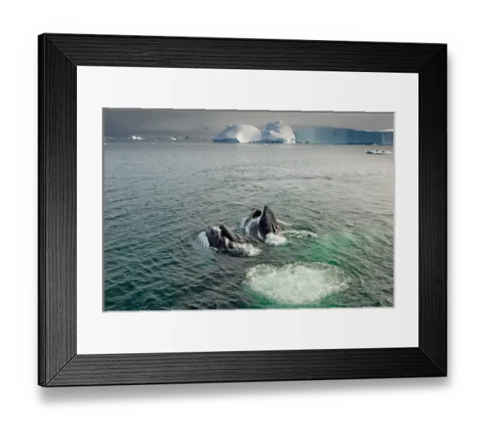 Framed Print : humpback whale, Megaptera novaeangliae, pair feeding in the waters off the western Framed Print : humpback whale, Megaptera novaeangliae, pair feeding in the waters off the western