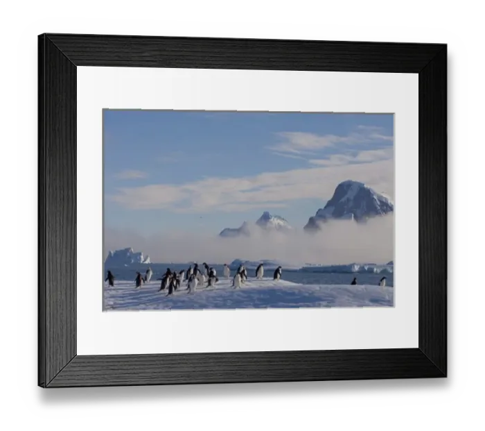 Framed Print : adelie penguins, Pygoscelis Adeliae, on glacial ice along the western Antarctic Peninsula