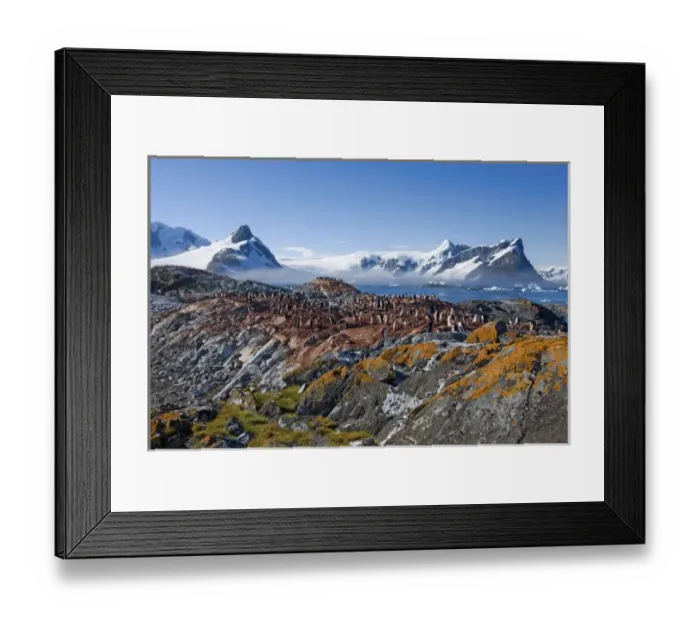 Framed Print : adelie penguin, Pygoscelis Adeliae, colony along the western Antarctic Peninsula Framed Print : adelie penguin, Pygoscelis Adeliae, colony along the western Antarctic Peninsula