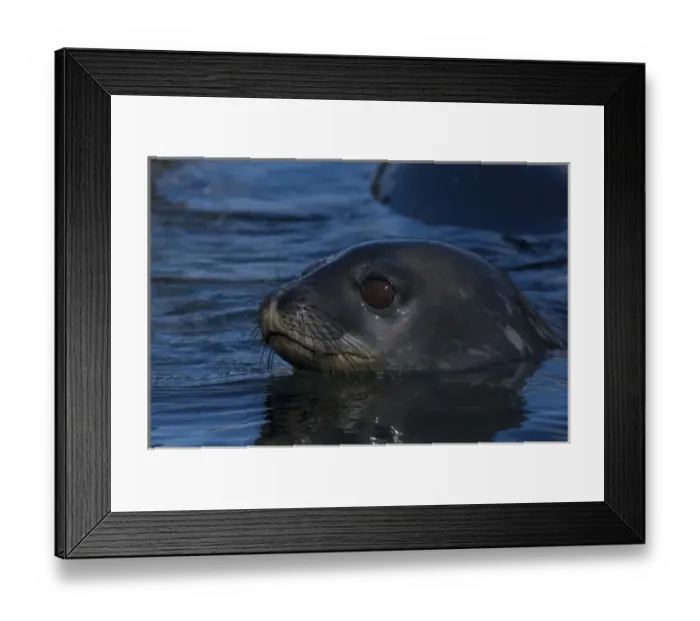 Framed Print : weddell seal, Leptonychotes weddellii, in the waters along the western Antarctic Peninsula Framed Print : weddell seal, Leptonychotes weddellii, in the waters along the western Antarctic Peninsula
