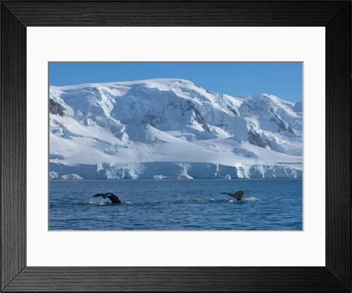 Framed Print : humpback whale, Megaptera novaeangliae, pair feeding in the waters off the western