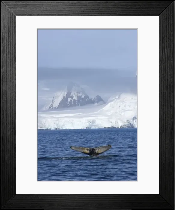 Framed Print : humpback whale, Megaptera novaeangliae, feeding in the waters off the western Antarctic Peninsula Framed Print : humpback whale, Megaptera novaeangliae, feeding in the waters off the western Antarctic Peninsula