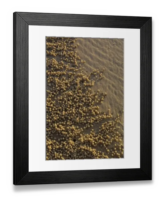 Framed Print : Sand balls made by Sand Bubbler Crab (Scopimera inflata) These distinctive patterns Framed Print : Sand balls made by Sand Bubbler Crab (Scopimera inflata) These distinctive patterns