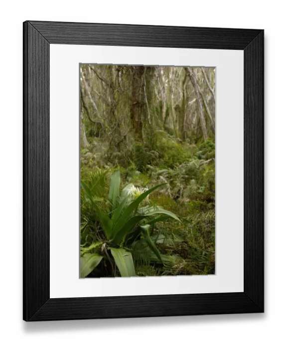 Framed Print : Australia. Paper-bark tea tree (Melaleuca quinquenervia) Framed Print : Australia. Paper-bark tea tree (Melaleuca quinquenervia)