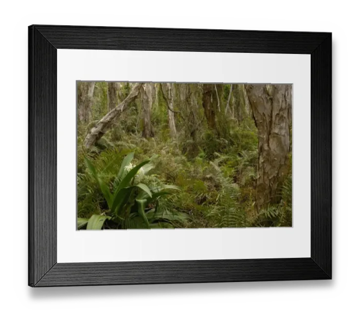 Framed Print : Australia. Paper-bark tea tree (Melaleuca quinquenervia)