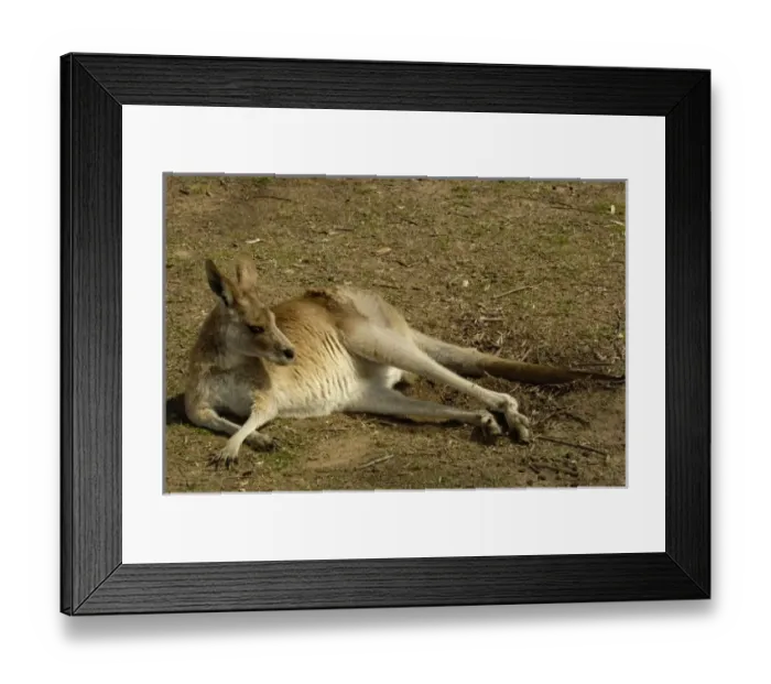Framed Print : Eastern Grey Kangaroo (Macropus giganteus) CAPTIVE Queensland. AUSTRALIA Framed Print : Eastern Grey Kangaroo (Macropus giganteus) CAPTIVE Queensland. AUSTRALIA