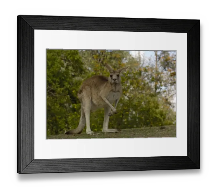 Framed Print : Australia. Eastern Grey Kangaroo (Macropus giganteus). CAPTIVE Queensland. AUSTRALIA