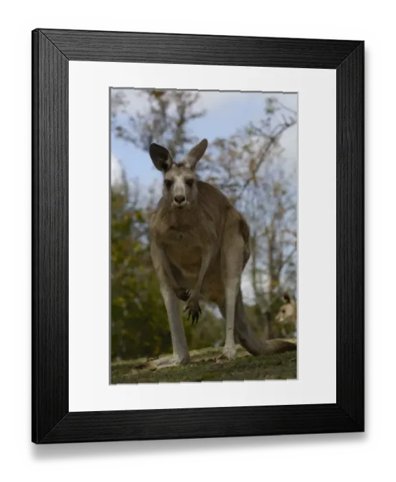 Framed Print : Australia. Eastern Grey Kangaroo (Macropus giganteus). CAPTIVE Queensland. AUSTRALIA Framed Print : Australia. Eastern Grey Kangaroo (Macropus giganteus). CAPTIVE Queensland. AUSTRALIA