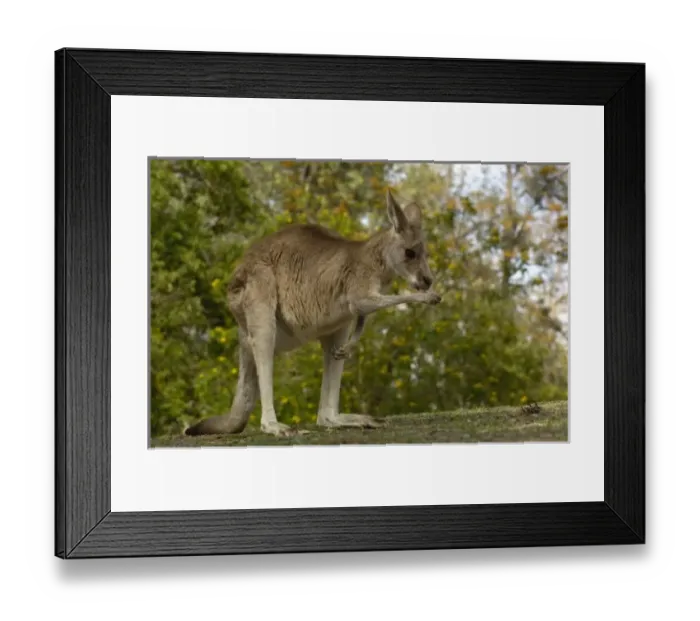 Framed Print : Australia. Eastern Grey Kangaroo (Macropus giganteus). CAPTIVE Queensland. AUSTRALIA