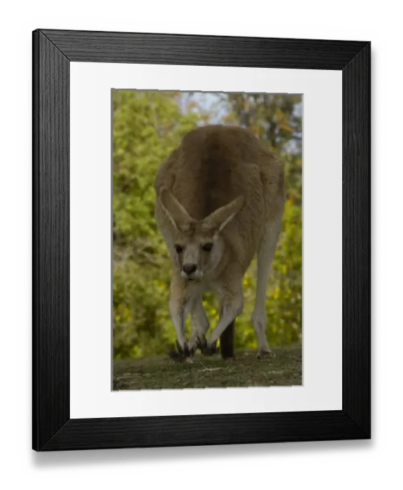 Framed Print : Australia. Eastern Grey Kangaroo (Macropus giganteus). CAPTIVE Queensland. AUSTRALIA Framed Print : Australia. Eastern Grey Kangaroo (Macropus giganteus). CAPTIVE Queensland. AUSTRALIA