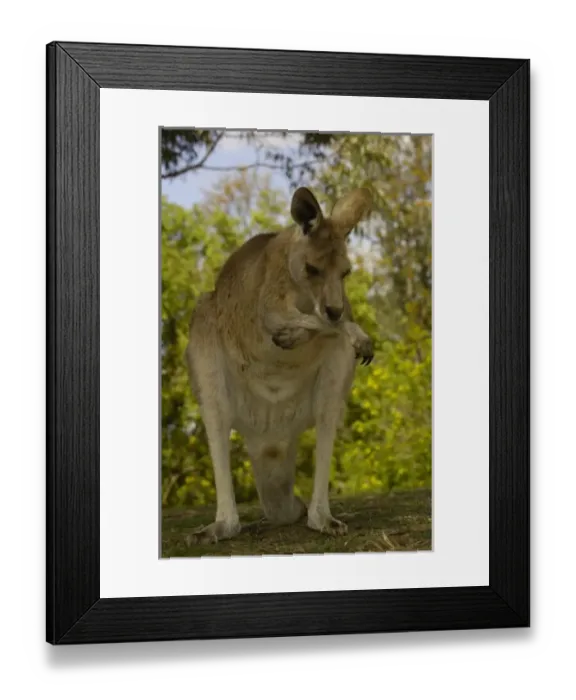 Framed Print : Australia. Eastern Grey Kangaroo (Macropus giganteus). CAPTIVE Queensland. AUSTRALIA Framed Print : Australia. Eastern Grey Kangaroo (Macropus giganteus). CAPTIVE Queensland. AUSTRALIA