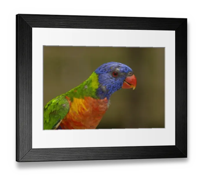 Framed Print : Rainbow Lorikeet (Trichoglossus haematodus) Queensland Framed Print : Rainbow Lorikeet (Trichoglossus haematodus) Queensland