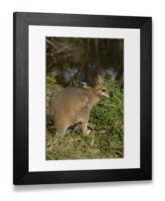 Framed Print : Australia. Pretty-faced Wallaby or Whiptail Wallaby (Macropus parryi). CAPTIVE. AUSTRALIA Framed Print : Australia. Pretty-faced Wallaby or Whiptail Wallaby (Macropus parryi). CAPTIVE. AUSTRALIA