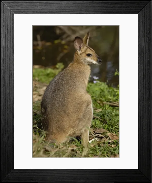 Framed Print : Australia. Pretty-faced Wallaby or Whiptail Wallaby (Macropus parryi). CAPTIVE. AUSTRALIA Framed Print : Australia. Pretty-faced Wallaby or Whiptail Wallaby (Macropus parryi). CAPTIVE. AUSTRALIA