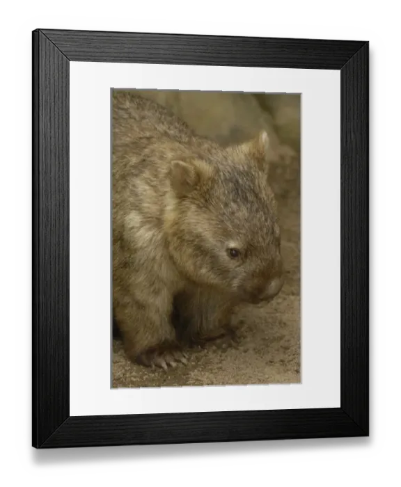 Framed Print : Common Wombat (Vombatus ursinus) AUSTRALIA Framed Print : Common Wombat (Vombatus ursinus) AUSTRALIA
