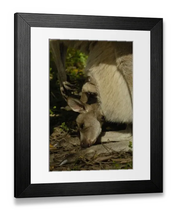 Framed Print : Australia. Eastern Grey Kangaroo with joey (Macropus giganteus) Framed Print : Australia. Eastern Grey Kangaroo with joey (Macropus giganteus)