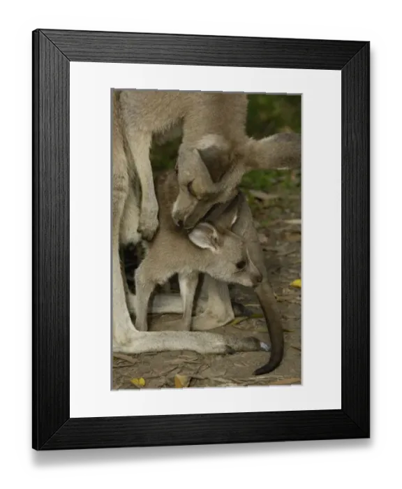 Framed Print : Australia. Eastern Grey Kangaroo with joey (Macropus giganteus) Framed Print : Australia. Eastern Grey Kangaroo with joey (Macropus giganteus)