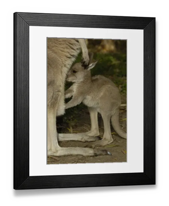 Framed Print : Australia. Eastern Grey Kangaroo with joey (Macropus giganteus) Framed Print : Australia. Eastern Grey Kangaroo with joey (Macropus giganteus)