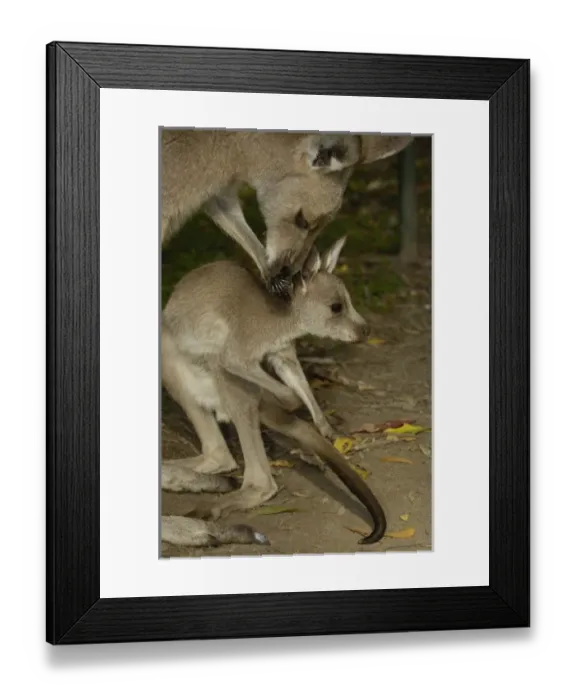 Framed Print : Australia. Eastern Grey Kangaroo with joey (Macropus giganteus) Framed Print : Australia. Eastern Grey Kangaroo with joey (Macropus giganteus)