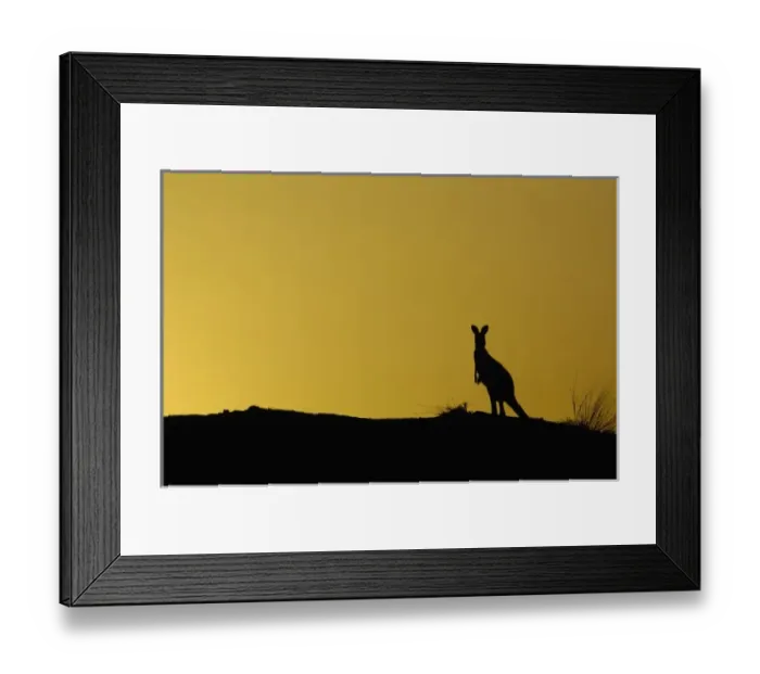 Framed Print : Australian Kangaroo Framed Print : Australian Kangaroo