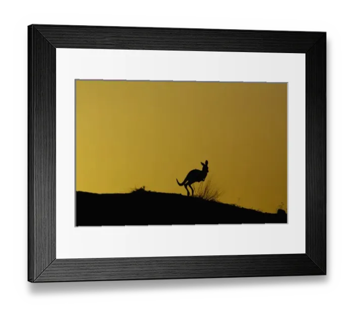 Framed Print : Australian Kangaroo Framed Print : Australian Kangaroo