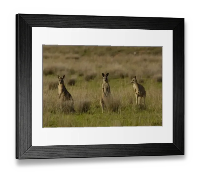 Framed Print : Eastern Grey Kangaroos (Macropus giganteus) Queensland. AUSTRALIA Framed Print : Eastern Grey Kangaroos (Macropus giganteus) Queensland. AUSTRALIA