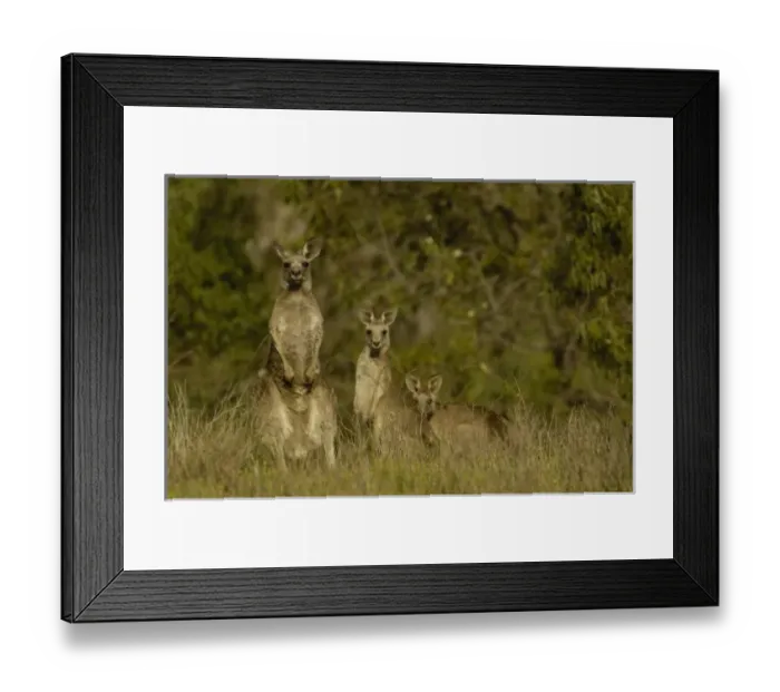 Framed Print : Eastern Grey Kangaroos (Macropus giganteus) at Lake Glenbawn in the Upper Hunter Valley Framed Print : Eastern Grey Kangaroos (Macropus giganteus) at Lake Glenbawn in the Upper Hunter Valley