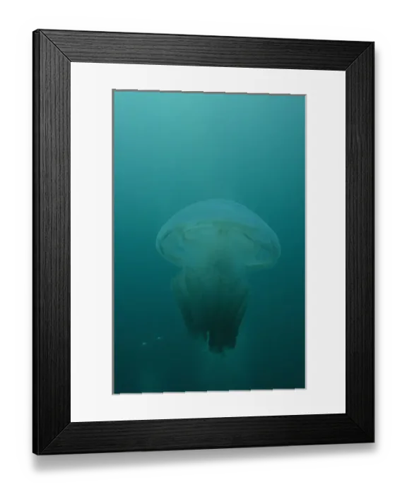 Framed Print : Blue Blubber Jellyfish (Castostylus mosaicus) beach of North Stradbroke Island, off