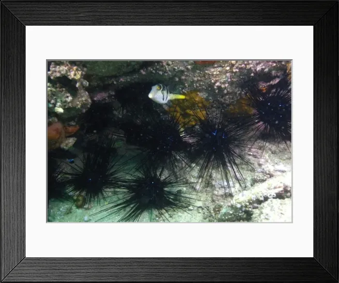 Framed Print : Black Saddle Toby (Canthigaster valentini) off of North Stradbroke Island. Queensland Framed Print : Black Saddle Toby (Canthigaster valentini) off of North Stradbroke Island. Queensland
