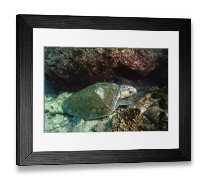 Framed Print : Loggerhead Turtle (Caretta caretta) off of North Stradbroke Island. Queensland. Australia Framed Print : Loggerhead Turtle (Caretta caretta) off of North Stradbroke Island. Queensland. Australia