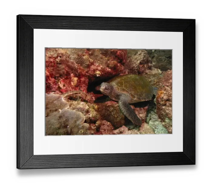 Framed Print : Green turtle (Chelonia mydas) Off North Stradbroke Island off Queensland coast. Australia Framed Print : Green turtle (Chelonia mydas) Off North Stradbroke Island off Queensland coast. Australia