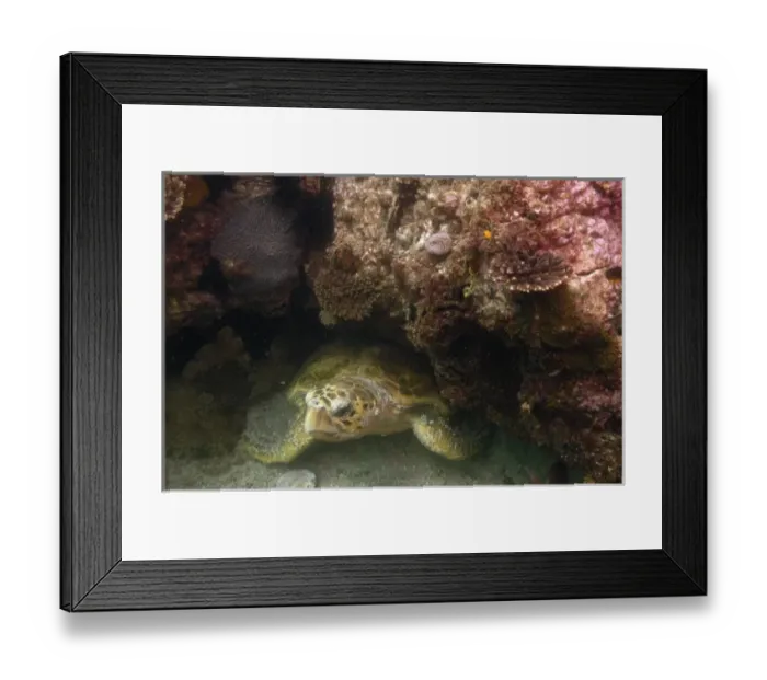 Framed Print : Loggerhead Turtle (Caretta caretta) off of North Stradbroke Island. Queensland. Australia Framed Print : Loggerhead Turtle (Caretta caretta) off of North Stradbroke Island. Queensland. Australia