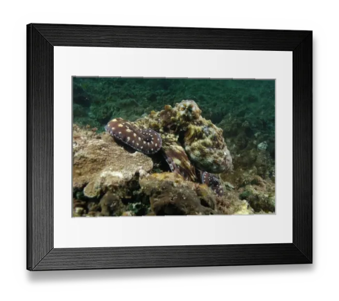 Framed Print : Australia. Day Octopus (Octopus cyanea) on the coral reef Framed Print : Australia. Day Octopus (Octopus cyanea) on the coral reef