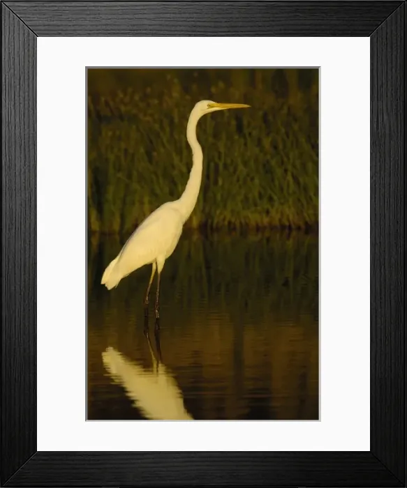 Framed Print : Great Egret (Larus novaehollandiae) wading in the water, North Stradbroke Islands